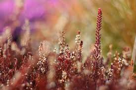 But we ate outdoors less because the heat was worse than even yellow jackets, even with the table heather duff on april 6, 2016 at 8:50 pm. Heather Blur Plant Spring Colors Nature Growth Day Outdoors Close Up Pxfuel