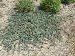 Image result for Suaeda sp. B