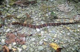 When threatened, the cottonmouth will gape its mouth wide, flatten its body and on occasion, emit a strange odor to discourage predators. How To Quickly Identify A Baby Cottonmouth Water Moccasin Survival Freedom