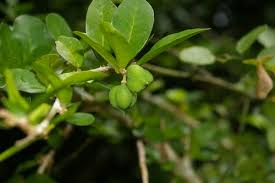 Image result for Carpolobia alba