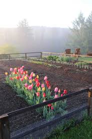 We did not find results for: Planting Tulip Bulbs In Your Vegetable Garden Longfield Gardens