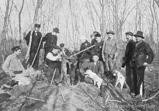Fox hunting in France in 1907, after a dig with their terriers.