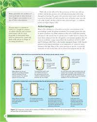 What will be pressure potential for a turgid cell. Biology For The Ib Diploma Second Edition By Cambridge University Press Education Issuu