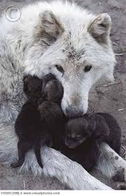 Beautiful Black And White Wolf Pictures Pin By Jovanovic Kiza Wolf On Wolf Animals Beautiful Cute Animals Animals