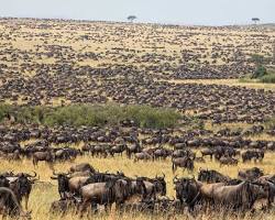 Wildebeest migration in Serengeti National Park