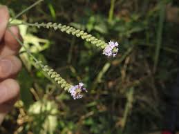 Image result for Verbena litoralis