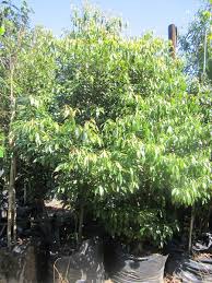 Image result for Englerophytum natalense