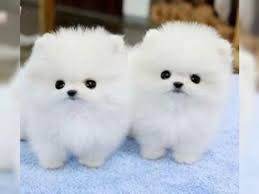 Teacup puppies are the informal name for enormously little dogs; Gorgeous Pomeranian Puppies For Adoption Whatsapp 971 58 869 5988 Pomeranian Puppy Baby Animal Videos Puppy Adoption