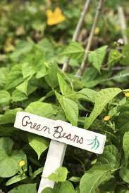 Maybe you would like to learn more about one of these? Pin On Gardening Resources