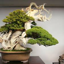 Tanaman hias asal jepang ini semakin diminati karena memiliki keindahan dan nilai artistik yang tinggi. Jarang Diketahui 4 Tanaman Ini Bisa Dijadikan Bonsai Hot Liputan6 Com
