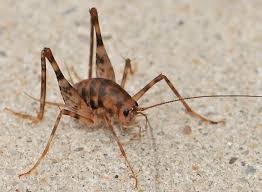 Cave Crickets Bugging Out Pest Termite Pest Control