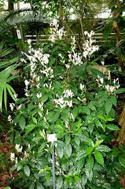 Image result for Begonia poculifera