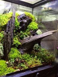 Aquascape Vivarium Diy Paludario Dart Frog Vivarium Reptile Vivarium Frog Terrarium Vivarium Dart Frog Vivarium