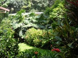 Plantas Tropicales