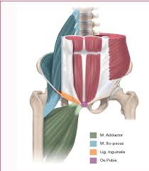 Passing through superficial ring male • • • • • everything that went through deep ring plus: Pdf Pain Relief After Mobilization Of The Symphysis Pubis In A 22 Year Old Male Football Player With Remaining Groin Pain After Conventional Care Semantic Scholar