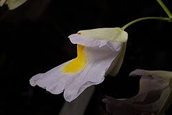 Image result for Utricularia appendiculata