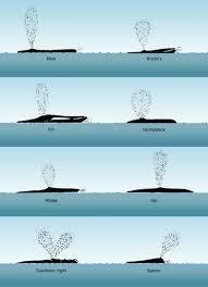 how to identify whales north atlantic society