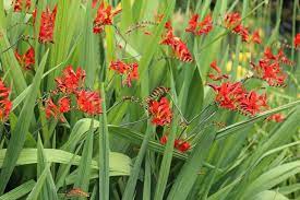 All About Crocosmia Planning Planting And Aftercare Longfield Retail Crocosmia Plants Longfield Gardens