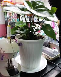 Jikalau tak ada tanah kat rumah, tanam saja dalam pasu. Macam Mana Wanita Ini Boleh Tanam 30 Pokok Berpasu Dalam Rumah Hidup Subur Lebih 3 Tahun Mingguan Wanita