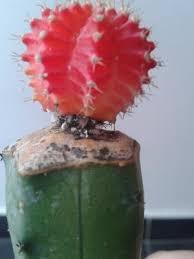 En el caso del palo de agua, es una de las que se dice que atrae a la buena suerte ✨ a aquellos que se mudan, comienzan un nuevo negocio, o emprenden un nuevo camino en sus vidas. Problemas Plagas Y Enfermedades En Cactus