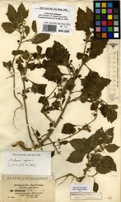 Image result for Solanum memphiticum