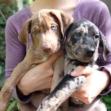 Bilbo And Bree Shooting Star Catahoulas 2016 Catahoula Leopard Dog Louisiana Catahoula Leopard Dog Leopard Dog