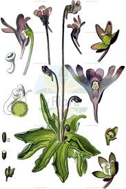 Image result for Lentibulariaceae