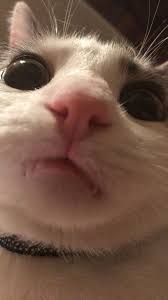 Wallpaper 184 Ios Wallpaper Wallpaper 184 Ios Wallpaper Homepage In 2020 Cute Cat Wallpaper Cute Animal Memes Cute Cat Memes