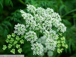 Image result for Conium