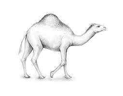 A step by step drawing lesson: How To Draw A Camel