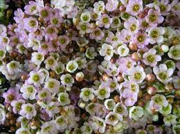 Geraldton Wax Flower Chamelaucium Revelation