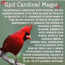 Birds Of The Air Bible Meaning Judy Board Image By Judy Porter Bird Meaning Red Bird Tattoos Cardinal Birds