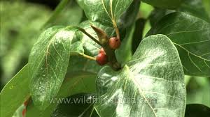 The green skin is commonly ripening into purple or reddish brown. A Close View Of Raindrops Falling On The Leaves Of Banyan Tree Youtube