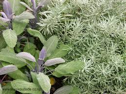 Image result for Helichrysum graniticola