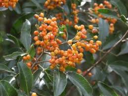 Image result for Erythrococca