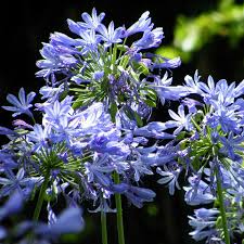 Image result for Agapanthus africanus