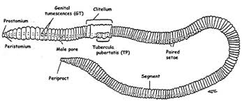 This will also help you to draw the structure and diagram of earthworm. Label The Following