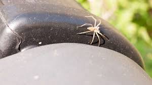 Image result for große winkelspinne biss haut reaktion