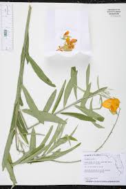 Image result for Crotalaria johnstonii