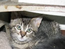 Black And Grey Tabby Kittens Cat Eyes A Cat Woman S Photos Coccidia Kittens Now Tabby Cat Cute Cats Cute Animals