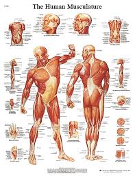 Anatomical Chart Muscular System