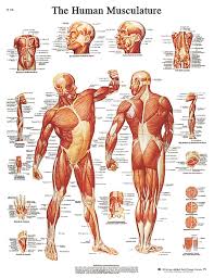 anatomical chart muscular system