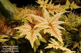 Image result for Selaginella vogelii