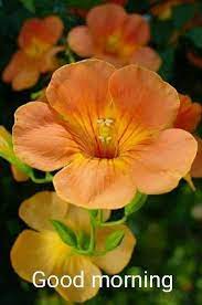 Pin By Pt8899 On 10 Happy Morning Good Morning Beautiful Flowers Shade Flowers Beautiful Flowers
