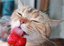 Can Cats Eat Strawberries Are Strawberries Safe For Cats Cattime Animal Eating Strawberry Homemade Cat Food