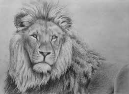 We're gonna get our animators to study actual lions in motion and how they emote. How To Draw A Lion In Pencil Online Art Lessons