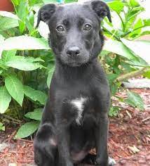 Adopt Nala On Petfinder Labrador Retriever Boxer Lab Mixes Lab Puppies