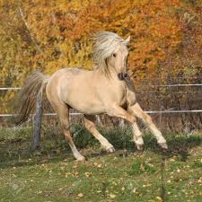 Completed in 2017 the tender is seen. Herrliche Welsh Pony Von Cob Typ Lauft Mit Herbst Hintergrund Lizenzfreie Fotos Bilder Und Stock Fotografie Image 38757110
