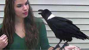 Birds Dancing To Music Youtube Funny Birds Talk Mimic Sing Dance Parrots Bark Meow Imitate Phon Lustige Tiere Tiere Lustig