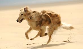 Maybe you would like to learn more about one of these? Silken Windhound Dog Breed Information